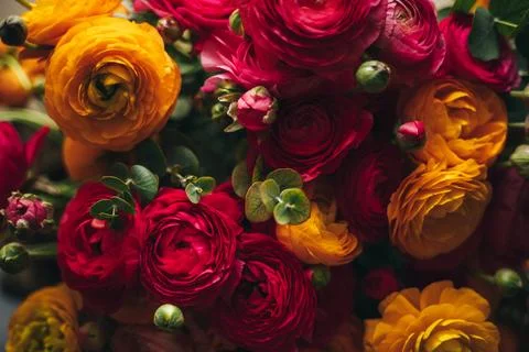 Dark flower background, soft focus on colourful buds of flowers in yellow and Stock Photos