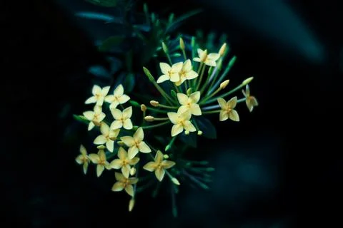 Dark flower Stock Photos