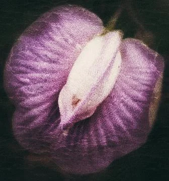 Dark flower theme background and contains art Stock Illustration