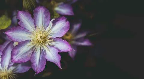 Dark flower wallpaper Stock Photos