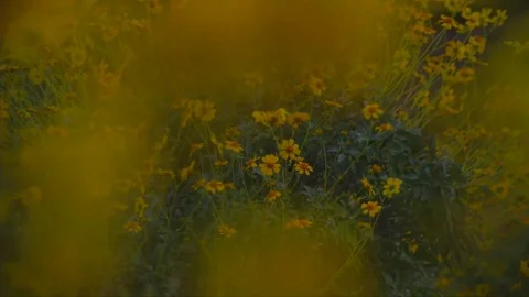 Dark flowers before the rain Stock Footage 73721871