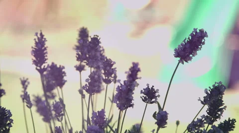 Dark Flowers in the sun Vidéo 59822873