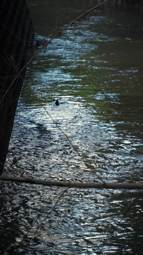 Dark flowing river with water ripples and cicada sounds Vidéo 345779673