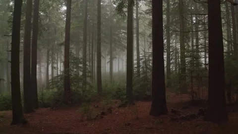 Dark fog drift through pine tree forest for moody mystery film Stockbeeldmateriaal 343756902