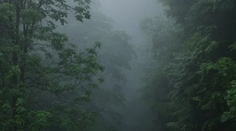 Dark Fog in Forest Stock Footage 46113055