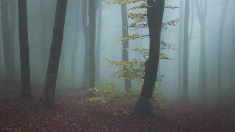 Dark foggy forest trail Stock Footage 142863953