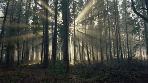 Dark foggy pine tree forest, beautiful beams of sunlight Stock Footage 208967758