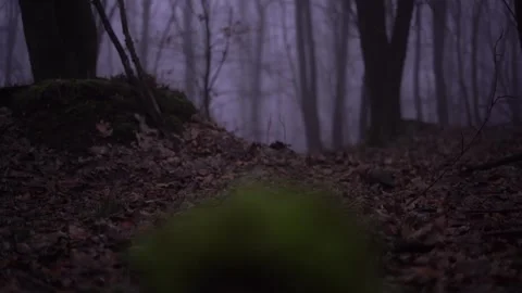Dark Foggy Winter Forest Path at Melibokus, Odenwald, Hesse, Germany Stock Footage 333843872