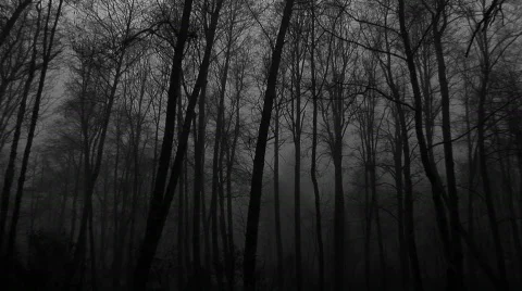 Dark Foggy Woods-Zoom in Just Before Nightfall. Angeles Forest. Stock Footage