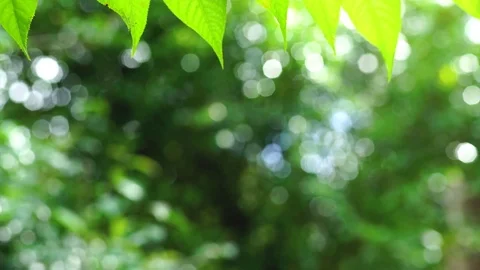 Dark Foliage background Dark green Leaves Stock Footage 94048627