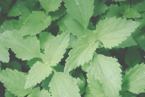 Dark foliage background Stock Photos