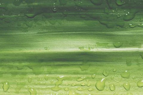 Dark foliage background Stock Photos
