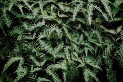 Dark foliage texture background image Stock Photos