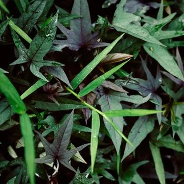 Dark foliage texture background image Stock Photos