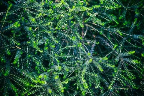 Dark foliage texture background image Stock Photos