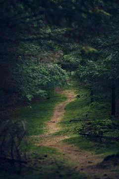 Dark Foodpath in the woods Foto stock