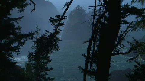 Dark Foreboding Coastal Forest Foggy Stock Footage 546646