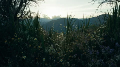 Dark foreground shrubs framing distant mountains at sunrise Stock Footage 336569428