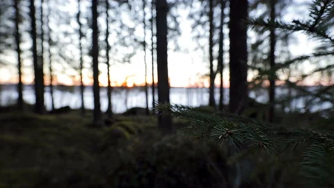 Dark Forest After The Sunset - Gliding By Branches Stock Footage 204908404