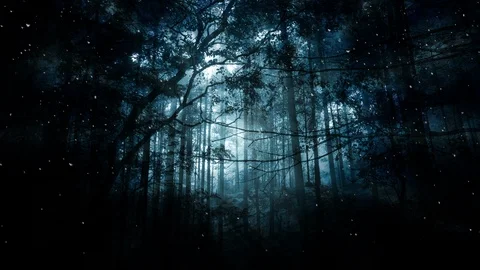 Dark Forest And Falling Snow Vidéo 99819464