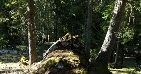 Dark forest and large rock in the woods in middle of the shadows Stock Footage 132026309