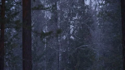 Dark forest and snowfall in Siberia Stock Footage 269238082