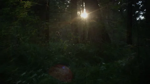 Dark forest and the sun Stock Footage 69001878