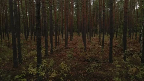 Dark forest. Autumn trees. No people. Drone video Video stock 161621908