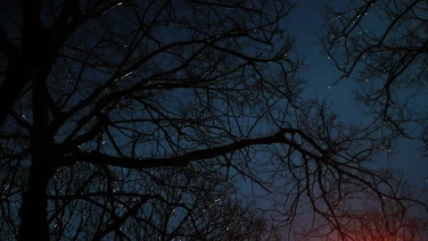 Dark Forest Background Video stock 140409516