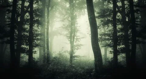 Dark forest background Stock Photos