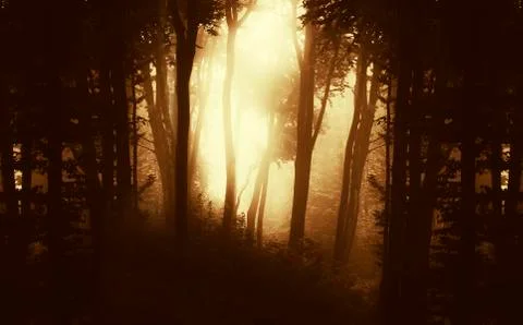 Dark forest background Stock Photos