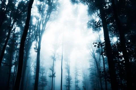 Dark forest background Stock Photos