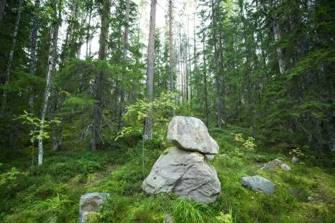 Dark forest background. Stock Photos