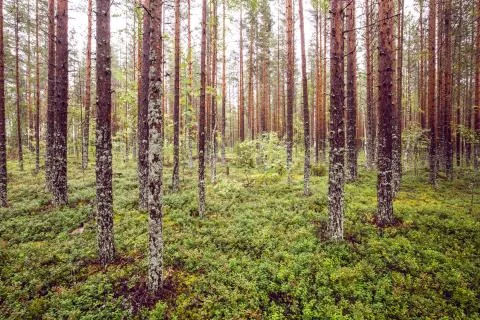 Dark forest background. Stock Photos