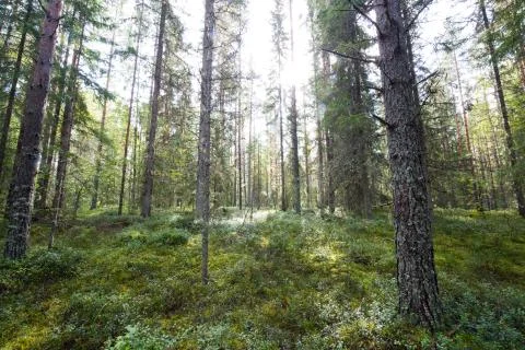 Dark forest background. Stock Photos