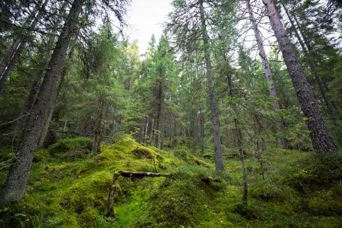 Dark forest background. Stock Photos