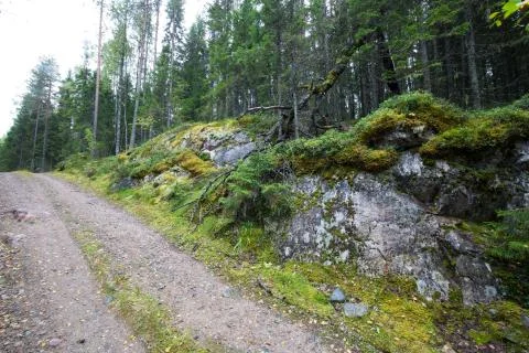 Dark forest background. Stock Photos