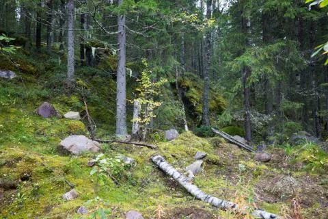 Dark forest background. Stock Photos