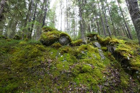 Dark forest background. Stock Photos