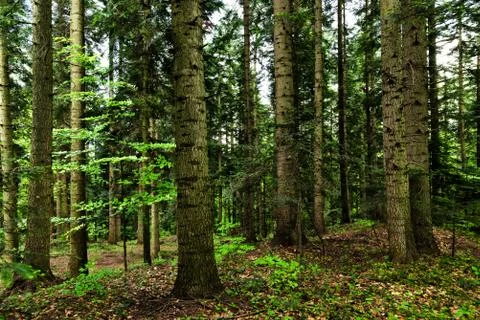 Dark forest background Foto stock