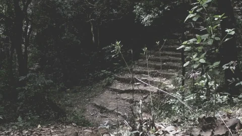 Dark forest with black trees and stairs Stock Footage 94655562