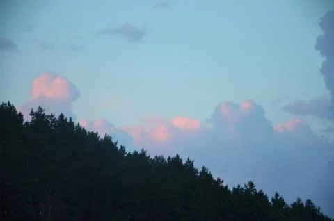 Dark forest on blue sky Stock Photos