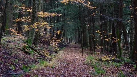 Dark forest bokeh selective focus swich panning Stock Footage 254586453