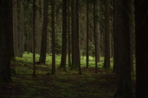 Dark forest with bright clearing Foto stock
