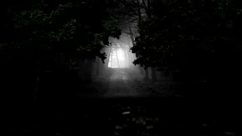 Dark forest , Camera dolly out . Stock Footage
