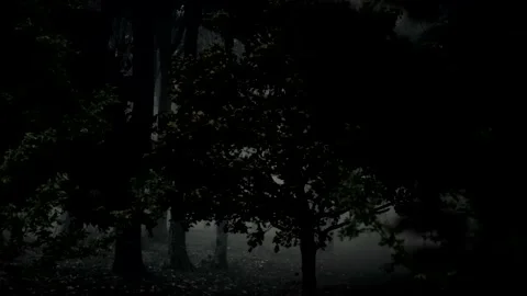DARK forest , Camera moves from tree to tree.tree visual fade to black Stock Footage 135861075