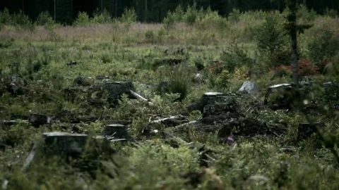 Dark Forest Camera Moving Stock Footage 76335103