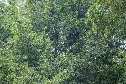 Dark Forest Canopy with Dense Green Leaves Stock Photos