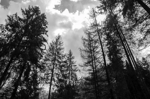 Dark forest canopy with dramatic cloudy sky Stock Photos