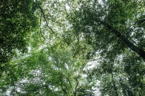 Dark Forest Canopy Framing Bright Sky and Green Leaf Borders Stock Photos